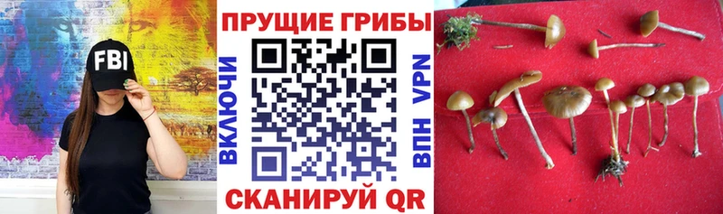 дарнет шоп  Верхний Тагил  Псилоцибиновые грибы мухоморы 